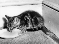 Picture of Mouse peeking out whilst kitten drinks milk