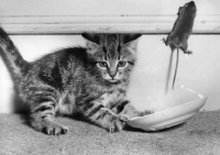 Picture of Mouse running away from kitten