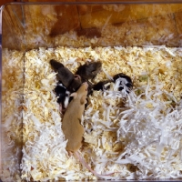 Picture of mouse with her litter