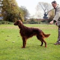 Picture of mr l.c.james with his show champion irish setter