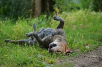 Picture of mud-covered yellow labrador retriever rolling in the grass