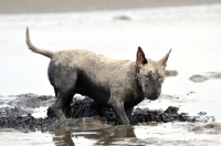 Picture of Muddy Bull Terrier