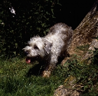 Picture of muddy glen of imaal terrier