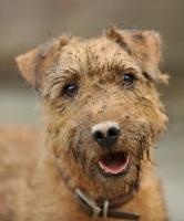 Picture of muddy working Fell Terrier