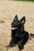 Picture of Mudi lying on dry grass