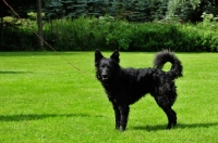 Picture of Mudi lying on grass