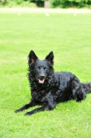 Picture of Mudi lying on grass