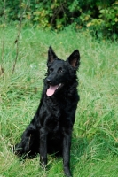 Picture of Mudi sitting on grass