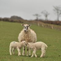 Picture of mule and her two lambs on grass