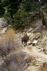 Picture of mule and rider on the bright angel trail, grand canyon