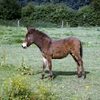 Picture of mule foal, donkey x exmoor pony