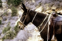 Picture of mule looking out on bright angel trail, grand canyon