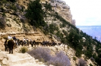 Picture of mule ride on bright angel trail grand canyon