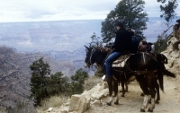 Picture of mule ride on bright angel trail grand canyon