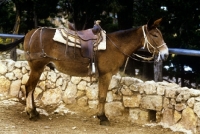 Picture of mule tethered at bright angel trail, grand canyon