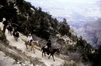 Picture of mules and riders on the bright angel trail, grand canyon