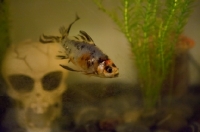 Picture of multicolored goldfish from side in dirty tank