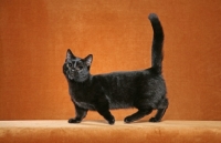 Picture of Munchkin cat on orange background