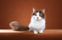 Picture of Munchkin cat