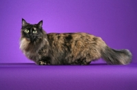 Picture of Munchkin on purple background