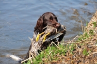 Picture of Munsterlander dog retrieving