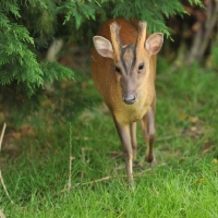 Picture of Muntjack Buck