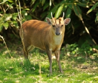 Picture of muntjac