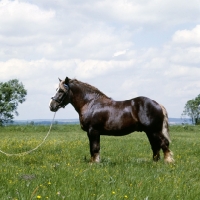 Picture of murakozi stallion in hungary
