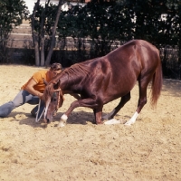 Picture of Muscat Russian Arab stallion with handler training, playing