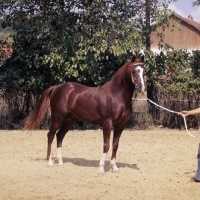 Picture of Muscat Russian Arab stallion