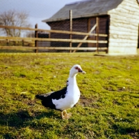 Picture of muscovy duck on a farm