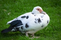Picture of Muscovy duck on grass