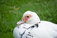 Picture of Muscovy duck portrait