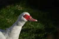 Picture of Muscovy duck profile