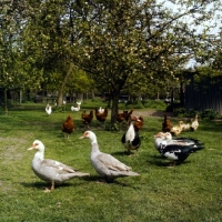 Picture of muscovy ducks standing in an orchard with hens and other birds