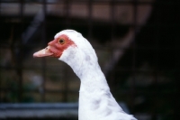 Picture of muscovy duck