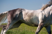 Picture of muscular quarter horse