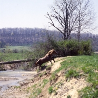 Picture of mustang climbing river bank in usa