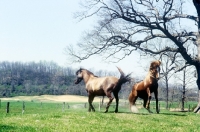 Picture of mustang horses, stallion on right with a mare in usa