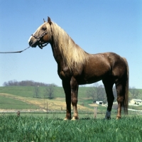 Picture of mustang in the usa