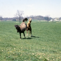 Picture of mustang mare kicking stallion in usa