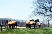 Picture of mustang mares in usa