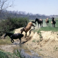 Picture of mustang mares with stallion following jumping down river bank in usa