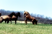 Picture of mustang stallion acting up to two mustang mares