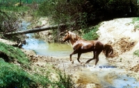 Picture of mustang stallion crossing a river