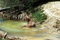 Picture of mustang stallion in a creek in usa