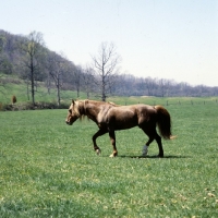 Picture of mustang stallion in the usa