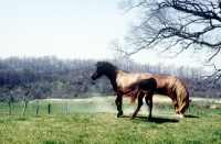 Picture of mustang stallion pawing the ground alongside a mustang mare