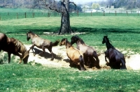 Picture of mustangs running across sand