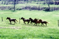 Picture of mustangs running in a field in usa
